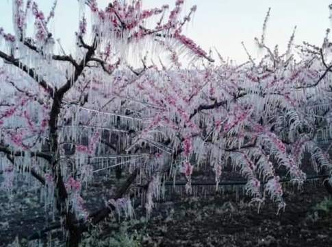 Asnacodi, via al tour di Agabiti e Berti tra i Condifesa gelate