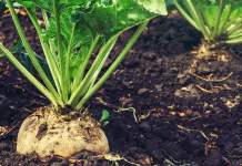 Barbabietola da zucchero, 1,5 milioni di euro per rilanciare la filiera barbabietola