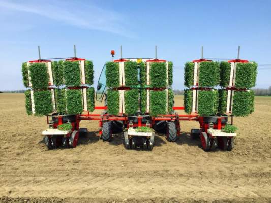 pomodoro da industria