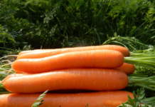 Due nuove varietà orticole da Basf Vegetable Seeds nuove varietà orticole basf