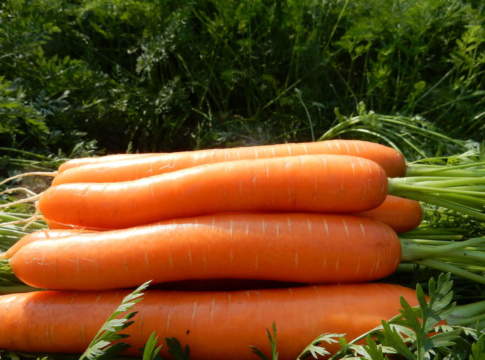 nuove varietà orticole basf