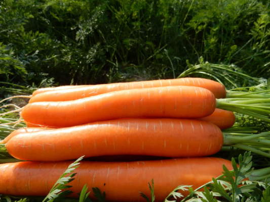 nuove varietà orticole basf