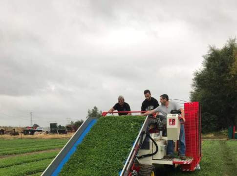 falciaraccoglitrice FR60 De Pietri