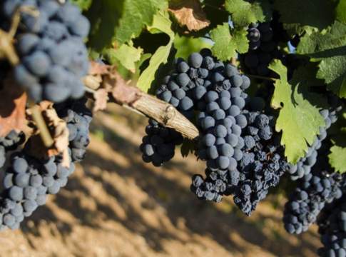 Puglia, nasce il Distretto del vino: riunisce quattro consorzi e 55 aziende distretto del vino