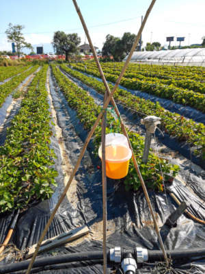 monitoraggio insetti