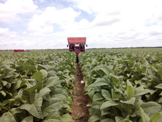 filiera tabacco Umbria