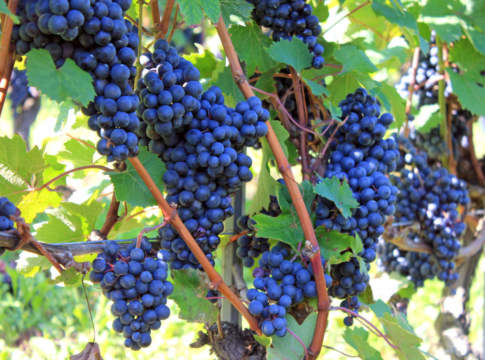 vite trattata con concime scam