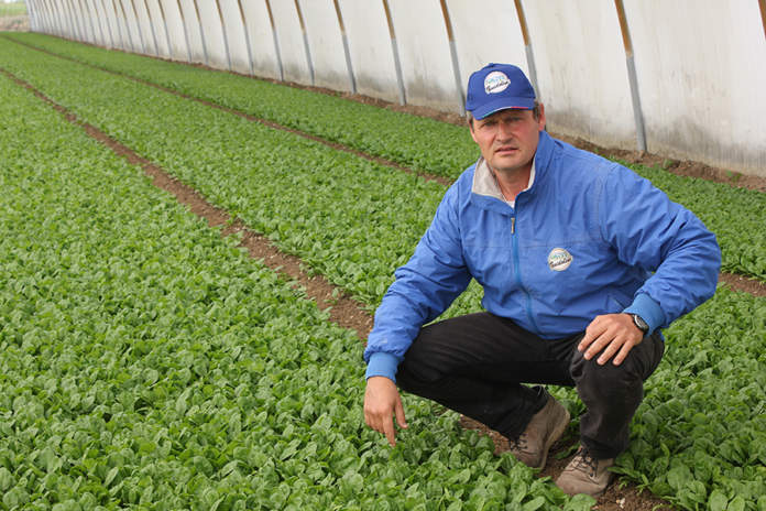 Spinacio in serra_IMG_1036 spinacio rijk zwaan