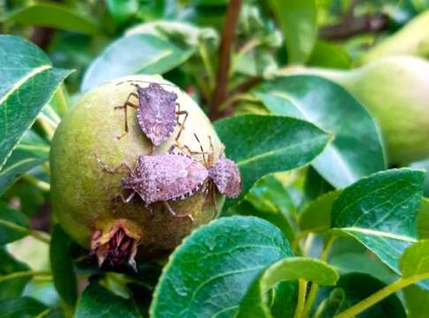 Cimice asiatica, in Emilia-Romagna si pagano gli indennizzi cimice asiatica