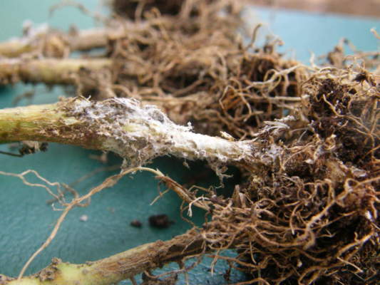 piantina di pomodoro con sclerotina
