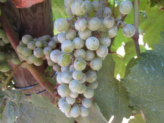 oidio su grappolo di vite Chardonnay