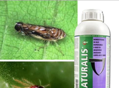 insetticida acaricida naturalis