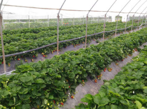 nuove varietà fragole unifere