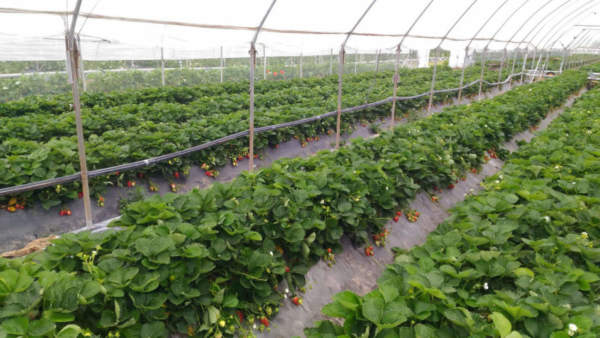 nuove varietà fragole unifere