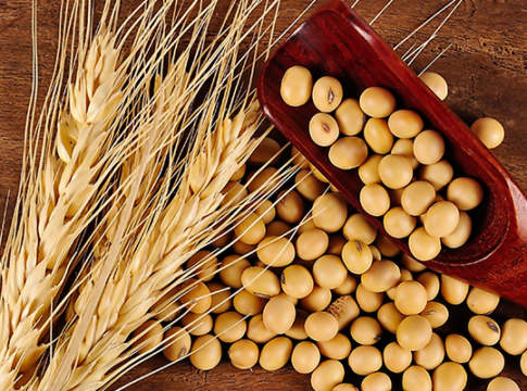 Torna il segno più per la soia nazionale. Orzi non quotati in attesa del nuovo raccolto