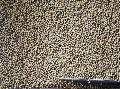 Ancora in aumento i prezzi di soia estera e farina di colza soia