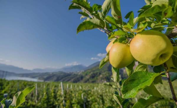mele del trentino