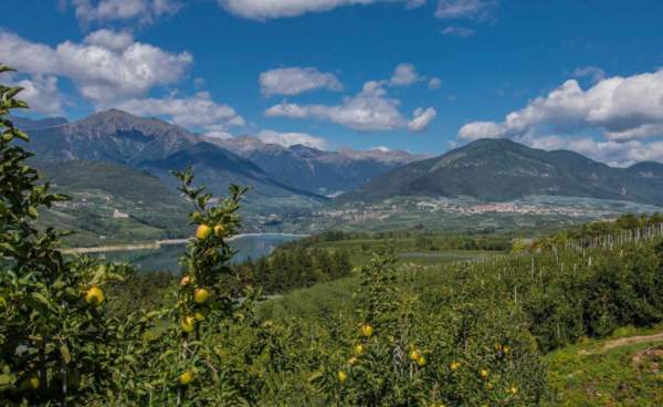 mele del trentino