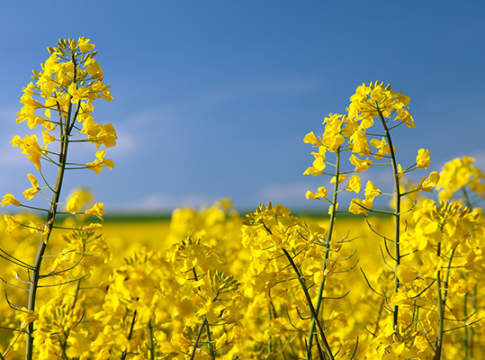 Il meeting annuale dell’Aaic sulle colture industriali arriva a Bologna colza Feliciano KWS