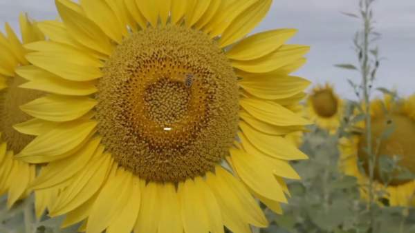 girasole