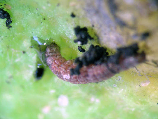 larva di tignola rigata