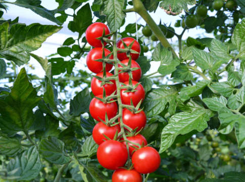 Isi Sementi ha presentato Elvys F1 pomodorino Elvys F1