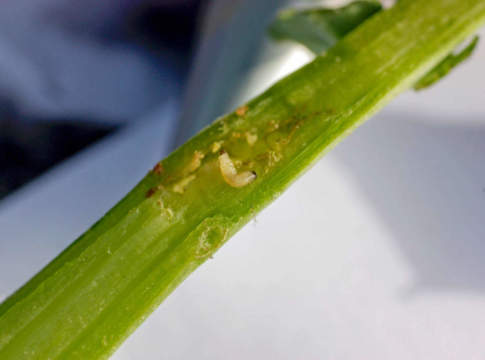 Colza Feliciano Kws resistente ai parassiti colza feliciano