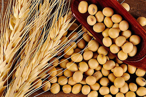 Prezzi in rialzo per orzo italiano e soia estera. Ribassi per il mais