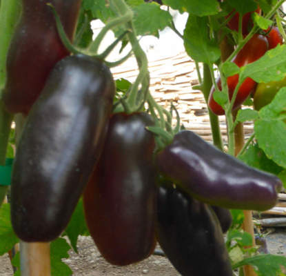 Pomodoro San Marzano