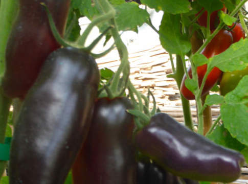 Pomodoro San Marzano