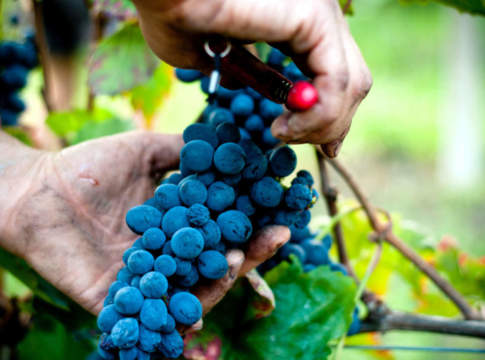 Vendemmia 2021, volumi in calo del 9% ma uve di ottima qualità vendemmia