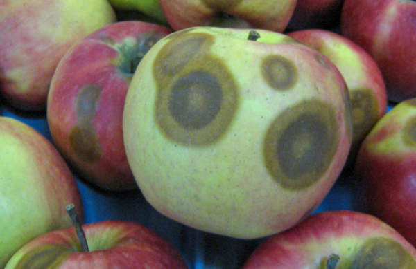 marciume lenticellare