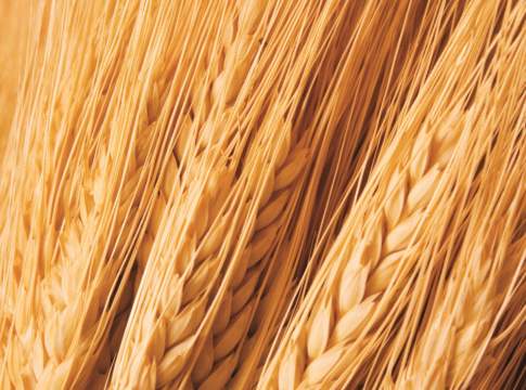 Frumento duro, le varietà consigliate per la prossima campagna