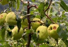 Grandine in Val di Sole, l’ossimoro causato dal climate change