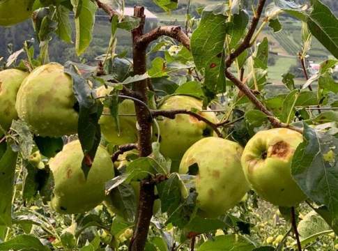 Grandine in Val di Sole, l’ossimoro causato dal climate change