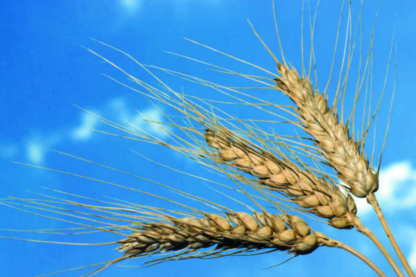 cambiamenti climatici