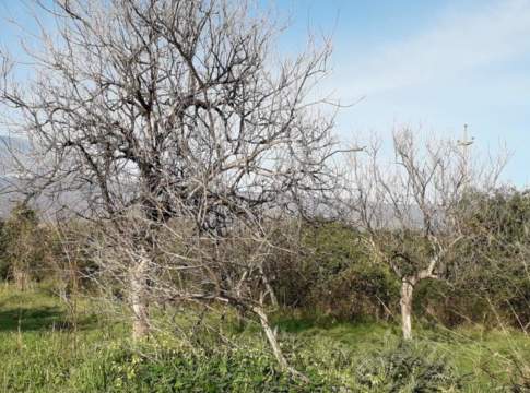 Mal secco degli agrumi, in Sicilia scatta la profilassi obbligatoria malsecco