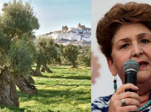 Cinque milioni di euro agli olivi monumentali