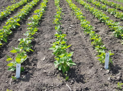 Ecco il super pomodoro: ricco di vitamina C, resiste alle malattie e alla “sete” pomodoro