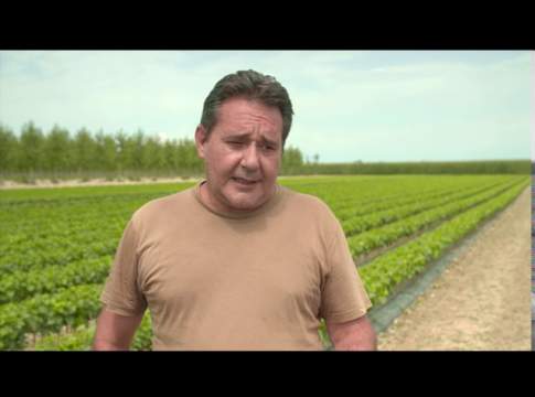 Telo pacciamatura biodegradabile in Mater-Bi di Novamont telo pacciamatura biodegradabile