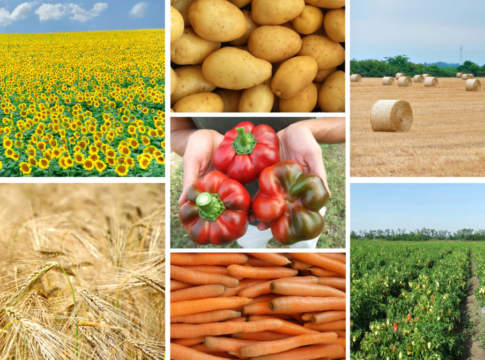 Balzo delle proteiche, scivolano i cereali, più latte e meno carne: le stime produttive Ue