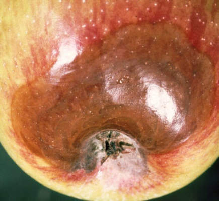 marciume nero pomacee