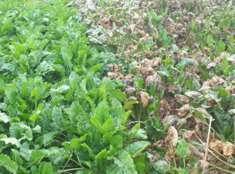 barbabietola da zucchero resistente cercospora