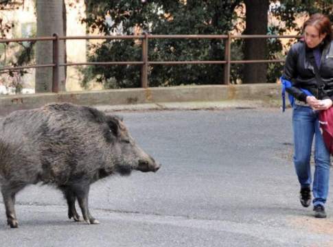 Cinghiali, serve l’abbattimento controllato