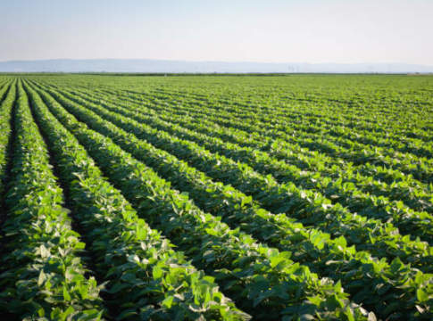 Soia, la denuncia: quella Ogm quotata più della nazionale soia