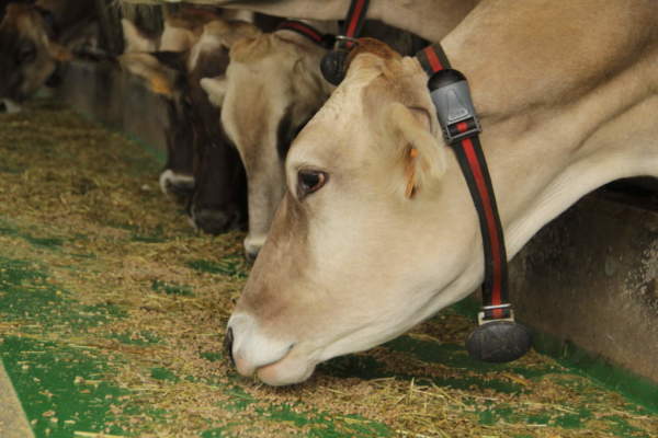 Benessere animale: 35 milioni dalla Regione Emilia-Romagna finanziano 142 progetti