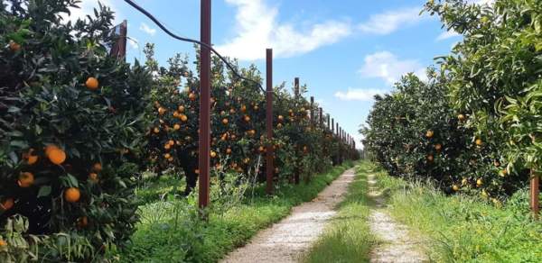 agrumi di Sicilia