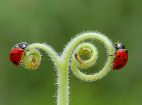 La battaglia degli ecoschemi sul fronte del Piano strategico nazionale