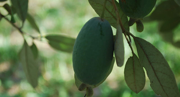 impianti feijoa