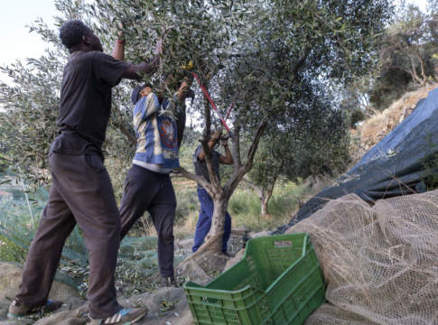 Agro-social, premiata l’azienda che fa l’olio con i detenuti dell’isola di Gorgona olio
